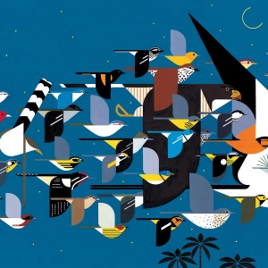 Forecasting nightly bird migrations to go Lights Out to save lives: Julia Wang of Birdcast