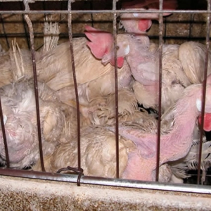 Bird Flu outbreak mass killing methods in industrial farms: An interview with Farm Sanctuary’s animal welfare expert