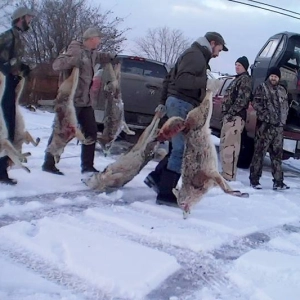 Coyote Killing Contests: Transcending urban rural differences in debates over bans, with Dr. Debra Merskin