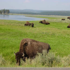 Protecting Yellowstone’s Wild Bison Herds from Slaughter: The Buffalo Field Campaign