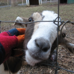 Build A Meaningful Life Helping Animals and Nature: Carrie & Melody Talk Personal Growth Opportunities