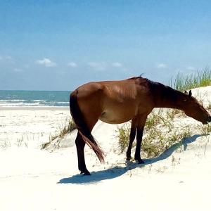 Saving Wildlife on Cumberland Island National Seashore: Kelly Cox at Defenders of Wildlife