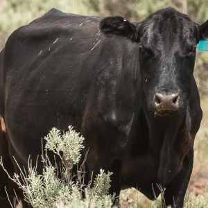 Cattle Grazing on Public Lands: We all Pay as Ecosystems & Wildlife Suffer