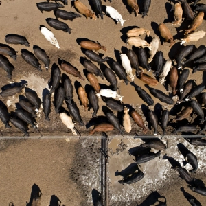Big Banks Fund Big Ag Despite Links to Deforestation & Climate Emissions: Georgina Gustin reports