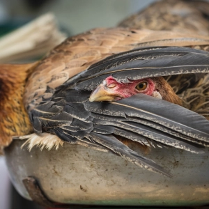 No animal should be called "it": AP journalism guidelines discussion with media experts Deb Merskin & Ana Bradley