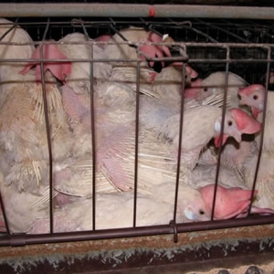 Solving the "egg crisis" means confronting the Factory Farming crisis: Jennifer Molidor on Bird Flu and Sustainable Food Solutions