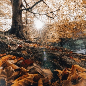 Direct Sunlight - October 2022