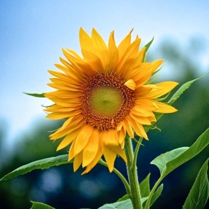 Everybody Loves The Sunshine - August 2020