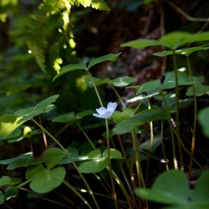Les Oxalis - March 2022