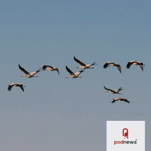 A big network moves distribution to Flightcast