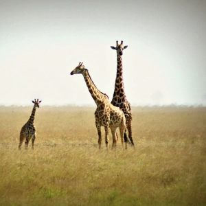 AFRICAN ATMOSPHERE with EVGENY LEVCHENKO