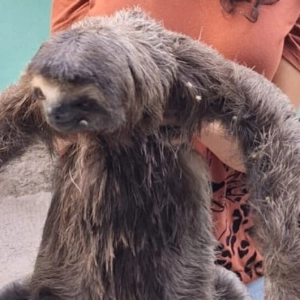 Justiça acata ação do MP contra Coelba para proteger animais de choque elétrico
