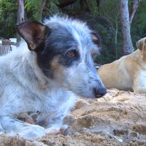 Município fecha acordo com MP e garante ações para animais abandonados