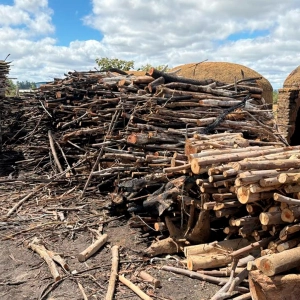Operação flagra desmatamento de 205 hectares de Mata Atlântica