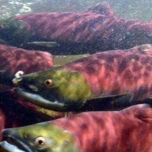 Salmon farms of the future?