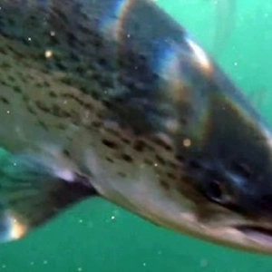 Salmon farms: Helping or hurting wild salmon?