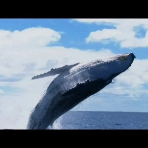 Preview: Return of the Humpback