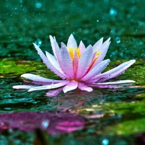Entitlement to Enlightenment
