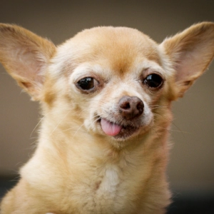 Top10 #Cómo Decirle A Alguiren Que Su Perro Está Feo