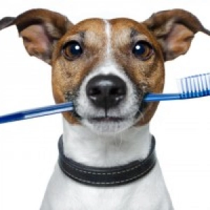 Nuestras Mascotas - Dientes