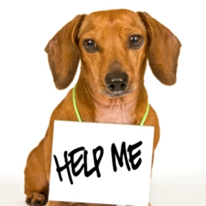 ¿Qué hacer si vemos un perro abandonado?