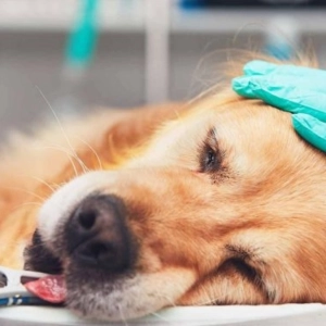 Nuestras Mascotas - Tumores