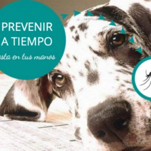 Nuestras Mascotas - Leishmaniosis