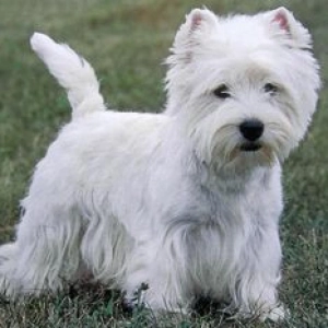 Nuestras Mascotas - Terrier