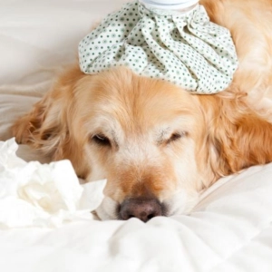Nuestras Mascotas - Gripe Canina