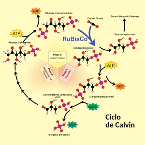 La Brújula de la Ciencia s14e18: Las tres piezas de la fotosíntesis, un vestigio de los primeros pasos de la vida