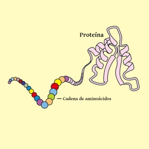 La Brújula de la Ciencia s14e06: Nobel de Química para las IAs que han permitido predecir la estructura de las proteínas