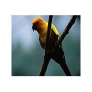 Cuentos de la Naturaleza (12de13): El Loro
