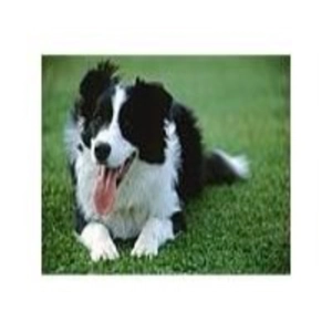 Cuentos de la Naturaleza (4de13): El Perro