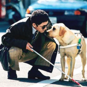 El perro guía para invidentes