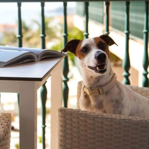 Hoteles que admiten mascotas