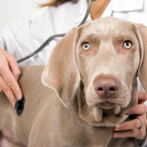 Nuestras Mascotas - Alergias por Primavera