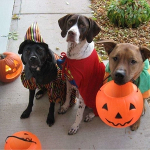 Nuestras Mascotas - Especial HALLOWEEN