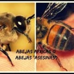 Las abejas africanizadas, ¿Otro error del ser humano?