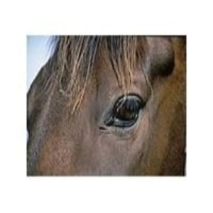 Cuentos de la Naturaleza (7de13): El Caballo