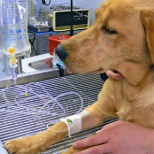 Nuestras Mascotas - Gastroenteritis 2016-03-29