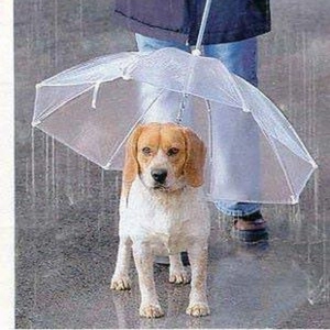 Nuestras Mascotas - Días de Lluvia 2017-03-14