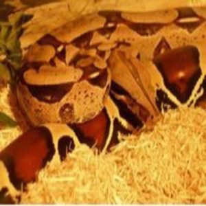 Grandes Serpientes Constrictor