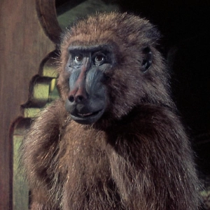DVD y vencerás #32- Simbad y el ojo del tigre (Sam Wannamaker, 1977) - Episodio exclusivo para mecenas