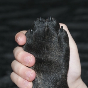 Despedirte de tu mascota no es fácil