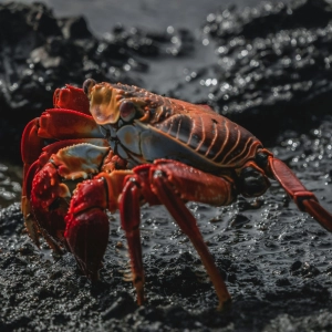 NUESTRO MUNDO LLENO DE VIDA: 2- EL RITMO DE LA VIDA #documental #naturaleza #podcast