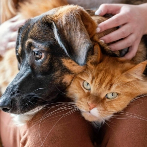 Salud mental en perros y gatos