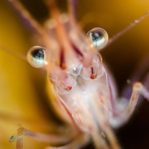 La Brújula de la Ciencia s11e25: Los ojos de las gambas, un laberinto de espejos y una sala de cine