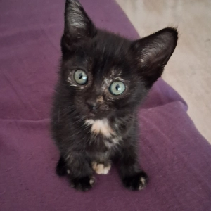 Adulto (casi) funcional #53- New Cat Kid On The Block