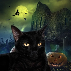 ¿Halloween? Cuidado con las "adopciones" de gatos negros.