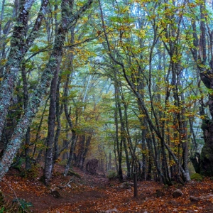 72-Nuevo otoño y nuevo paquete de Adobe fotografía